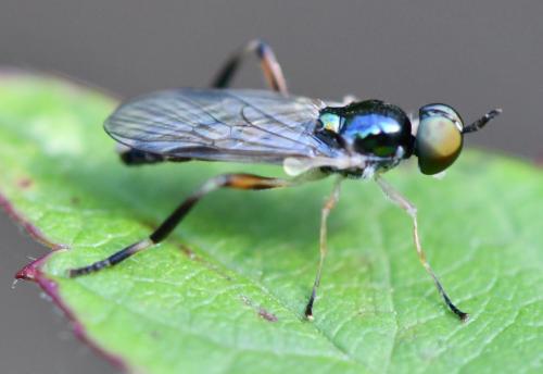 Réf. 265 981 : Chorisops sp.